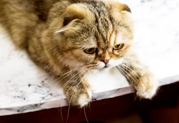 Porträtt Gyllene Chinchilla Katt Ett Marmorbord Tema Katter Kattungar Och — Stockfoto