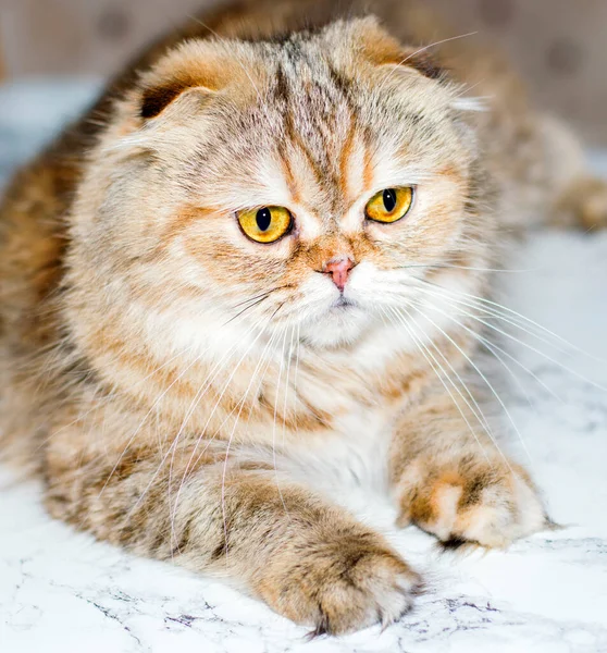 Highland Fluffy Portrait Golden Chinchilla Cat Marble Background Theme Cats — Photo