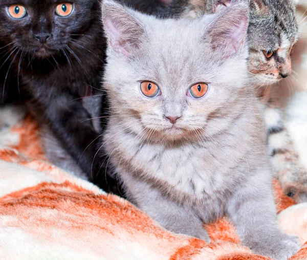 Τρία Όμορφα Σκωτσέζικα Βρετανικά Γατάκια Ξαπλωμένα Στο Κρεβάτι Γάτες Γατάκια — Φωτογραφία Αρχείου