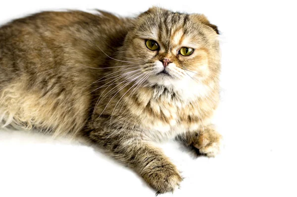 Ізольовані Студійні Зйомки Кішки Золота Шиншили Тематичні Коти Кошенята Коти — стокове фото