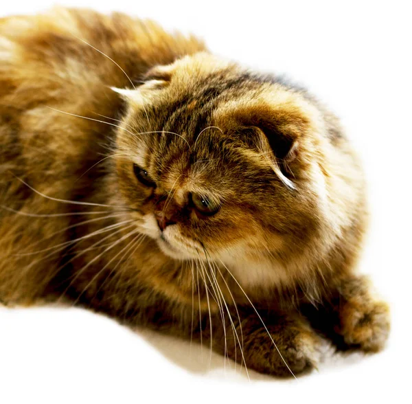 Portrait Close Isolate Face Beautiful Longhair Cat Golden Chinchilla Theme — Stockfoto