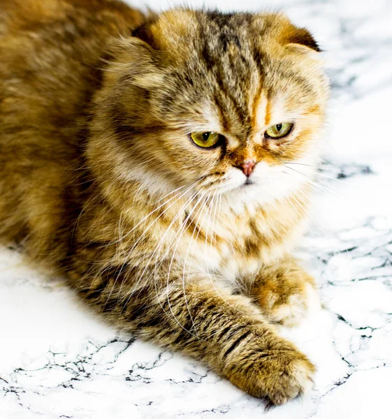 Close Portrait Bright Beautiful Fluffy Highland Longhair Golden Chinchilla Cat — Stock Photo, Image