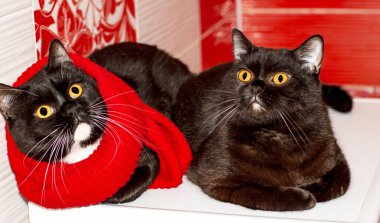 İki koyu kahverengi İskoç kedisi birlikte yatıyor, kış soğuk, teması kediler, kediler ve kediler evde, resimlerini ve hayatlarını evcilleştiriyorlar.