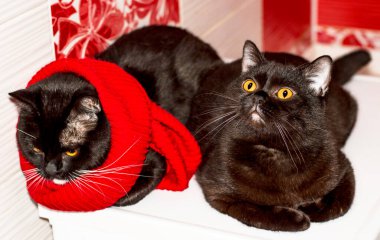 İki koyu kahverengi İskoç kedisi banyoda birlikte yatıyor, kış soğuk, teması kediler, kediler ve kediler evde, evcil hayvanları fotoğrafları ve hayatları.