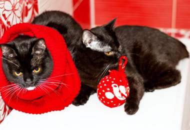 Kırmızı arka planda iki koyu İskoç kedisi, kış soğuk, temalı kediler, kediler ve kediler evde, resimlerini ve hayatlarını evcilleştiriyorlar.