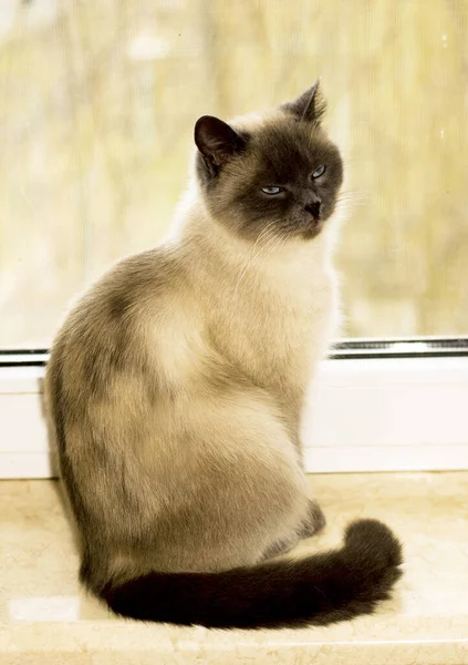 窓のそばに座っている白色の英国猫 家の中の国産の純血猫 美しいペット彼らの写真と彼らの人生 — ストック写真