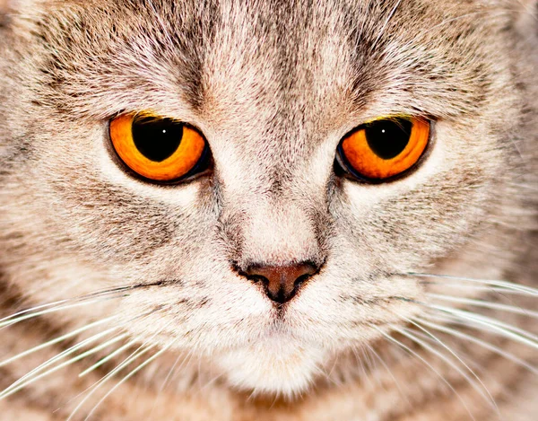 Ojos Cerca Cara Bozal Plata Oro Tabby Chinchilla Gato Escocés — Foto de Stock