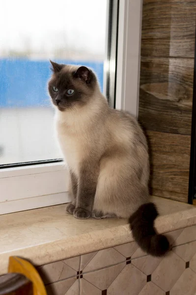Vit Skotsk Rak Katt Tittar Genom Fönstret Sitter Fönsterbrädan Temat — Stockfoto
