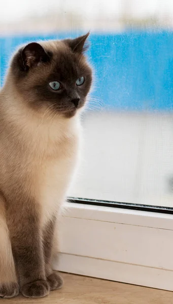 Retrato Belo Gato Escocês Ponto Azul Janela Tema Gatos Domésticos — Fotografia de Stock