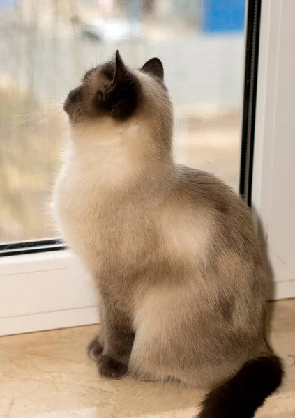 Gatinho Escocês Branco Olha Para Fora Janela Sentado Peitoril Janela — Fotografia de Stock