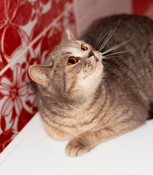 Vacker Brittisk Silver Blå Chinchilla Tabby Katt Med Ljusa Bärnsten — Stockfoto