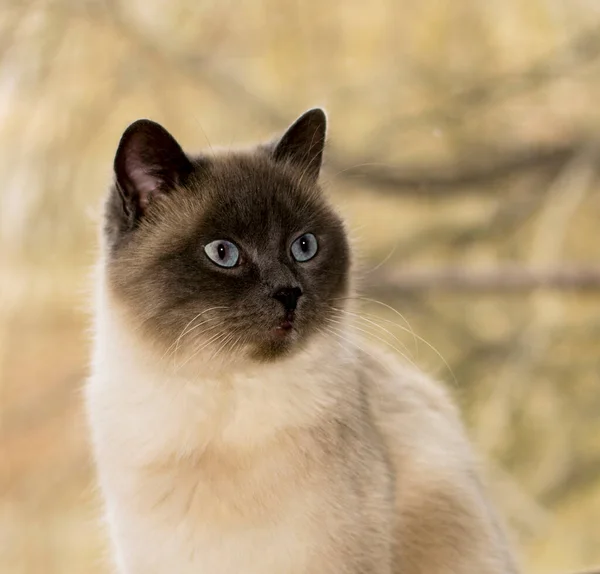 Retrato Primer Plano Azul Punto Escocés Recta Gato Tema Doméstica — Foto de Stock