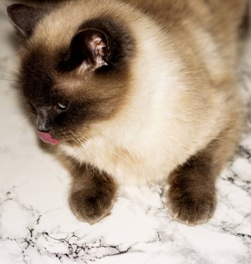 Dili dışarı fırlamış İskoç beyaz kedisi. Yakından güzel ev kedileri.