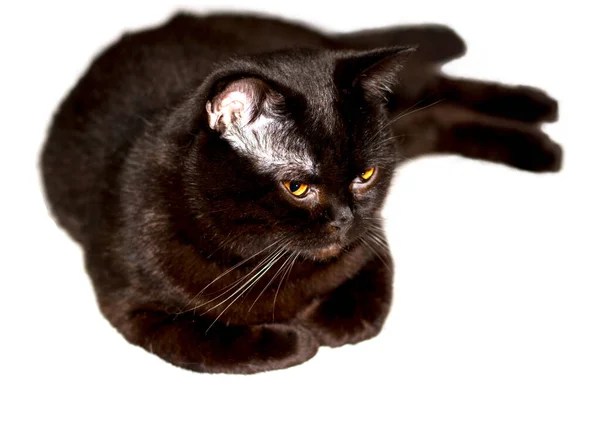 Прекрасна Британсько Шотландська Кішка Коричневого Кольору Лежить Красиві Домашні Кішки — стокове фото