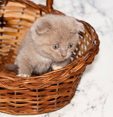 Hasır bir sepette oturan küçük İskoç bir kedi yavrusu, güzel safkan kediler, evde kedi yavruları, evcil hayvanlar.,