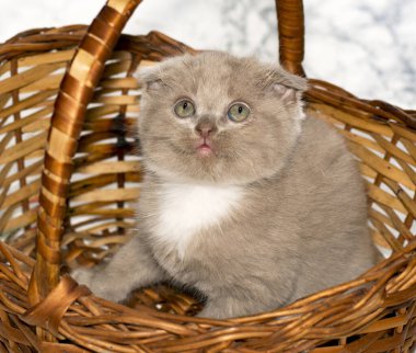 Kapalı küçük İskoç katlı leylak rengi kedi hasır sepetten dışarı bakıyor, güzel safkan kediler, evde kedi yavruları, evcil hayvanlar.,