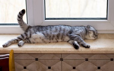  İskoç katlı gri kedi pencere eşiğinde uyur, güzel safkan evcil kediler, evde bir kedi, mutfakta bir kedi