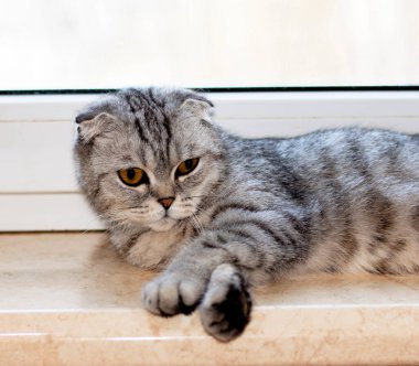 Pencere kenarında yatan İskoç bir kedinin portresi, güzel safkan evcil kediler, evde bir kedi, mutfakta bir kedi.