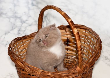 Güzel İskoç katlı kedi yavrusu hasır sepette oturuyor, güzel safkan kediler, evde kediler, evcil hayvanlar.,