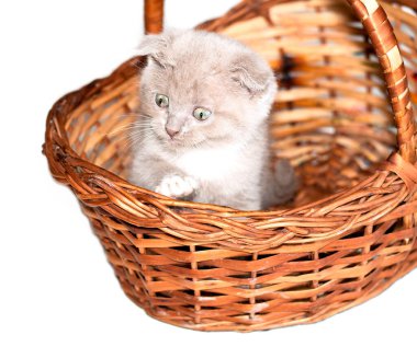 İzole edilmiş İskoç imgesi birenk kedi yavrusu sepetten dışarı bakıyor, güzel safkan kediler, evde kedi yavruları, evcil hayvanlar.,
