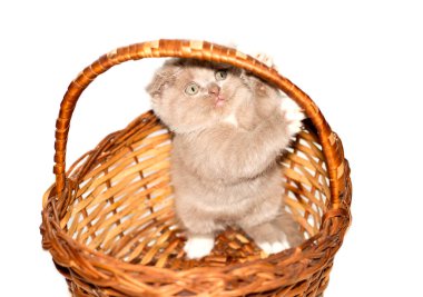 Bir sepetin içinde duran neşeli İskoç kedisi. Güzel safkan kediler. Evcil kediler.,