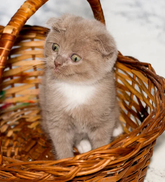 Close Fold Bicolor Lilac Scottish Kitten Sitting Wicker Basket Beautiful — Stock Photo, Image