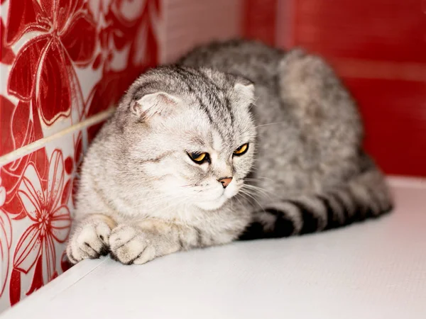 Katlanmış Tekir Gri Skoç Kedisi Uzanmış Güzel Safkan Evcil Kediler — Stok fotoğraf