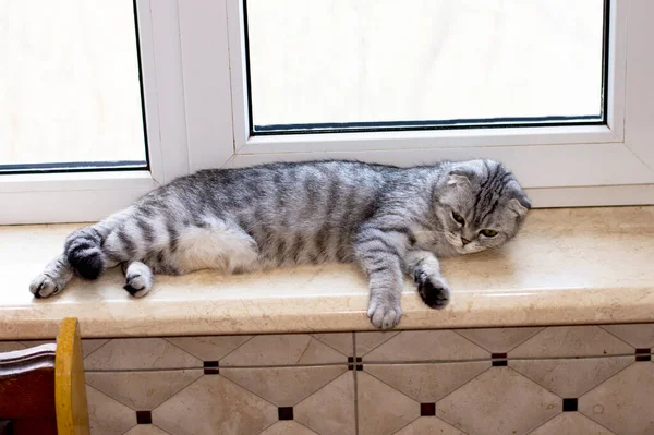Gato Escocês Está Descansando Deitado Peitoril Janela Lindos Gatos Domésticos — Fotografia de Stock