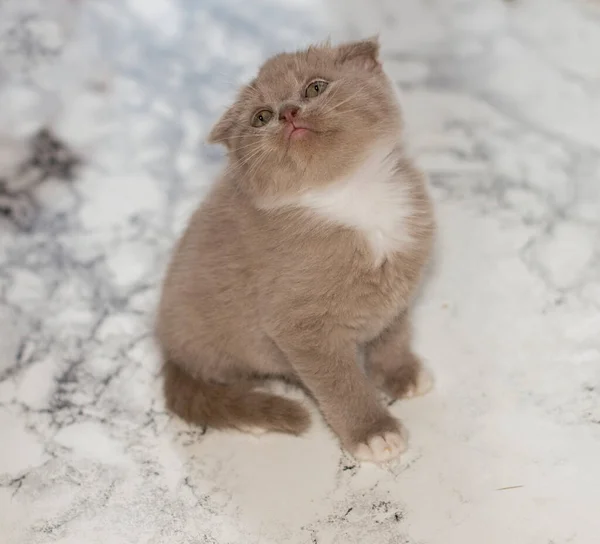 대리석 배경에 아름다운 스코티시 폴로라 고양이 아름다운 고양이 집안의 고양이 — 스톡 사진