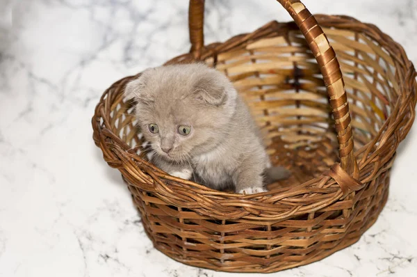 Little Scottish Kitten Looking Out Wicker Basket Beautiful Purebred Kittens — Stock Photo, Image
