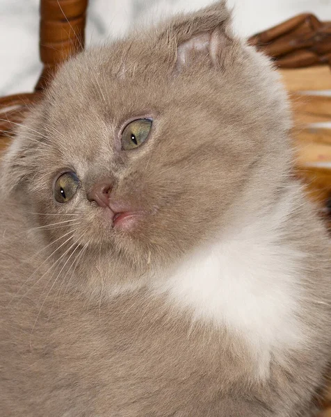 Portrait Nahaufnahme Scottish Fold Kitten Die Aus Einem Weidenkorb Schauen — Stockfoto