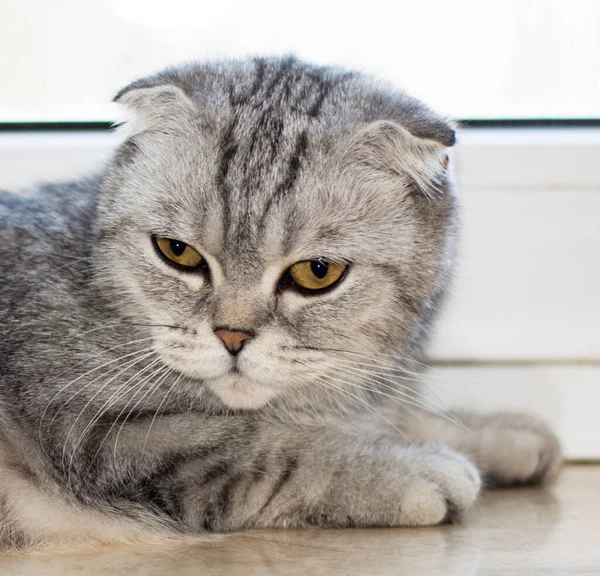 近くで何が起きているのでしょうか 窓辺にある灰色の猫 美しい純血家庭用猫 家の猫 台所の猫 — ストック写真