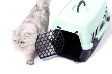 Bir kedi taşıyıcısının yanında İskoç katlı gümüş bir çinçillanın izole edilmiş görüntüsü, güzel safkan kediler, evcil kediler, veterinere bir yolculuk, bir kediyle bir gezi.