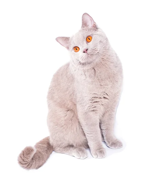 Schöne Schottische Britische Katze Rehkitz Sitzt Auf Weißem Hintergrund Isoliertes — Stockfoto