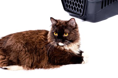 Güzel İskoç kahverengi kedisi hayvan taşımak için kedi taşıyıcısının yanında yatar, izole edilmiş görüntü, güzel evcil kediler, evcil kediler, evcil hayvanlar, veterinere bir gezi, bir hayvanla bir gezi.