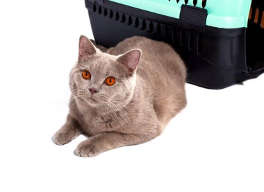 İskoç heteroseksüel yavru kedi, hayvan taşımak için kedi taşıyıcısının yanında yatar, izole edilmiş görüntü, güzel evcil kediler, evcil kediler, evcil hayvanlar, veterinere bir gezi, bir hayvanla bir gezi.