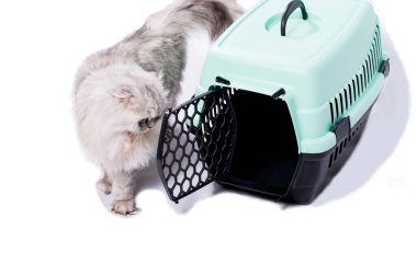 Bir kedi taşıyıcısının yanında gümüş bir çinçilya kedisinin izole edilmiş görüntüsü, güzel safkan kediler, evcil kediler, veterinere bir gezi, bir kediyle bir gezi.