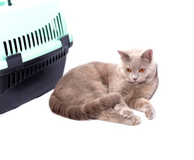 İzole bir görüntü, hayvan taşımak için kedi taşıyıcısına yakın bir İskoç kedi yavrusu, güzel evcil kediler, evcil kediler, veterinere gitmek, hayvanları taşımak,