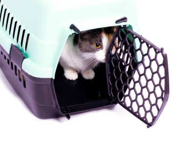 İzole görüntü, kedi taşıyıcısından dışarı bakan üç renkli kedi, güzel evcil kediler, evde kediler, evcil hayvanlar, veterinere gitmek, bir kediyle seyahat etmek.