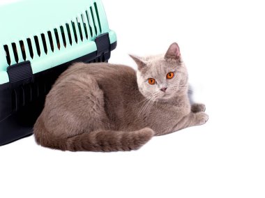 İzole bir görüntü, hayvan taşımak için kedi taşıyıcısının yanında oturan İskoç bir yavru kedi, evcil kediler, evcil kediler, veterinere giden hayvanlar, hayvanları taşıyan bir kedi.