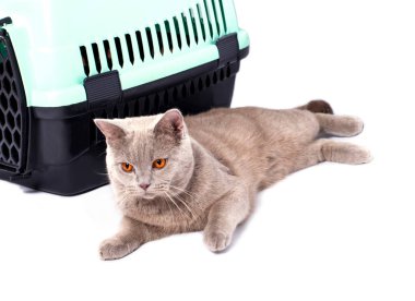 İzole edilmiş bir görüntü, hayvan taşımak için kedi taşıyıcısının yanında yatan güzel bir İskoç kedisi leylağı, güzel evcil kediler, evcil kediler, veterinere giden hayvanlar, hayvanları taşıyan