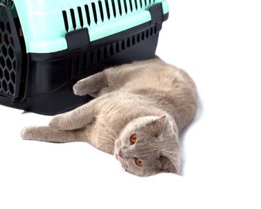 Güzel İskoç kedisi hayvan taşımak için kedi taşıyıcısının yanında yatıyordu, izole edilmiş görüntü, güzel evcil kediler, evcil kediler, evcil hayvanlar, veterinere bir gezi, bir hayvanla bir gezi.