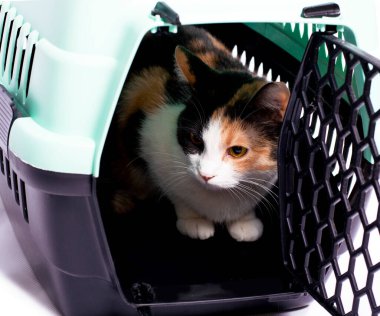 İzole bir görüntü, kedi taşıyıcısında oturan güzel üç renkli kedi, güzel evcil kediler, evde kediler, evcil hayvanlar, veterinere gitmek, bir kediyle seyahat etmek.