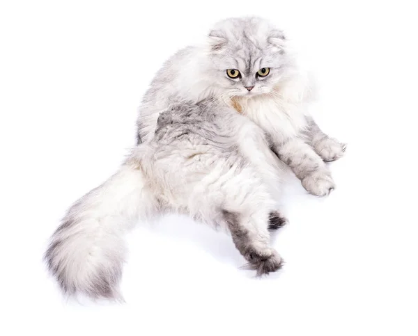 Vacker Fluffig Skotsk Katt Silver Chinchilla Isolerad Bild Vackra Tamkatter — Stockfoto