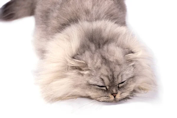Красиве Світле Зображення Пухнастий Шотландський Кіт Срібна Шиншила Лежить Білому — стокове фото