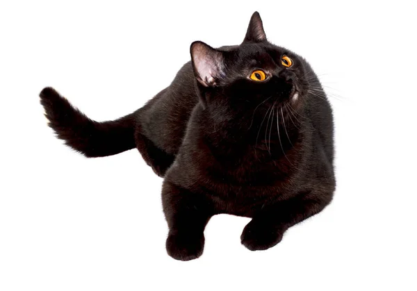 Británico Gato Negro Acostado Sobre Fondo Blanco Imagen Aislada Hermosos — Foto de Stock