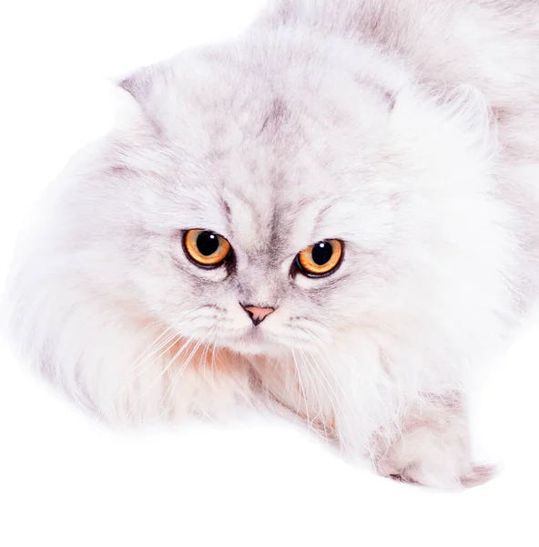 Портрет Пухнастих Шотландських Високогірних Кішок Срібна Шиншила Лежить Білому Тлі — стокове фото