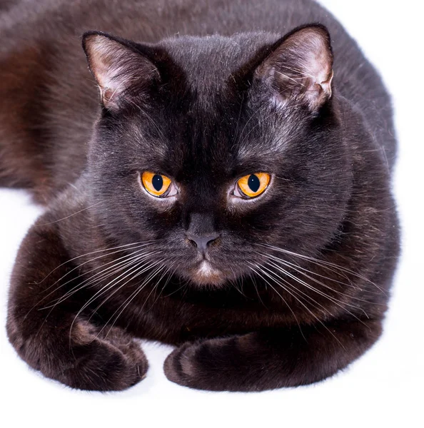 close-up portrait of a black Scottish cat lying on a white background, isolated image, beautiful domestic cats, cats in the house, pets