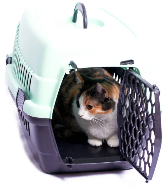 Imagen Aislada Hermoso Gato Portador Gato Para Transporte Hermosos Gatos —  Fotos de Stock