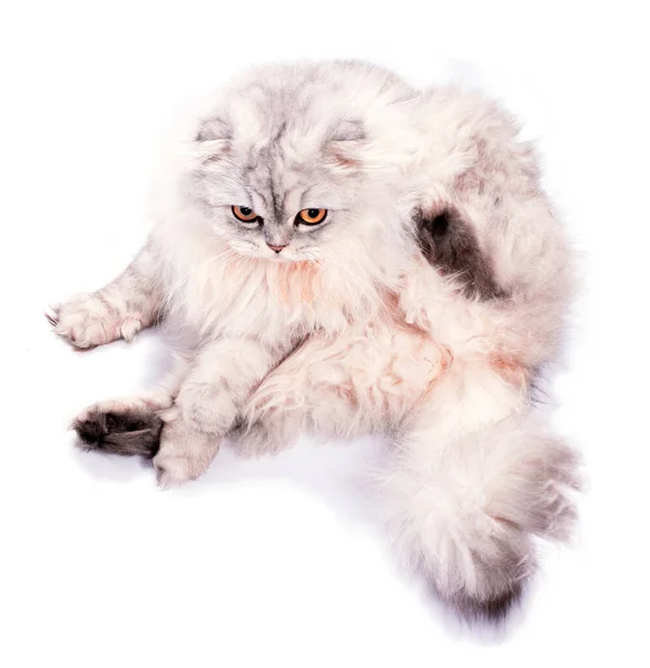 Красива Пухнаста Шотландська Кішка Срібна Шиншили Ізольоване Зображення Красиві Домашні — стокове фото